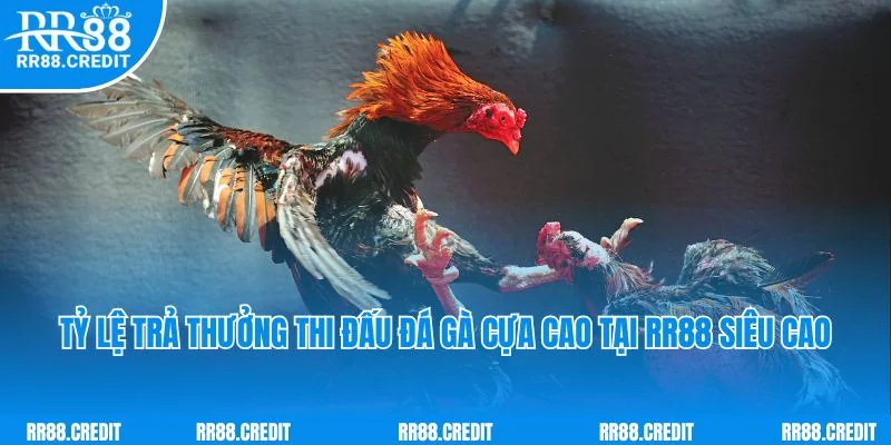 Tỷ lệ trả thưởng thi đấu đá gà cựa cao tại RR88