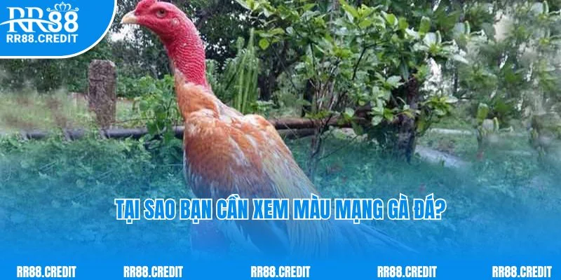 Tại sao bạn cần xem màu mạng gà đá