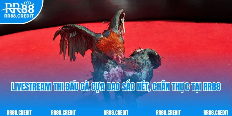 Livestream thi đấu gà cựa dao sắc nét, chân thực